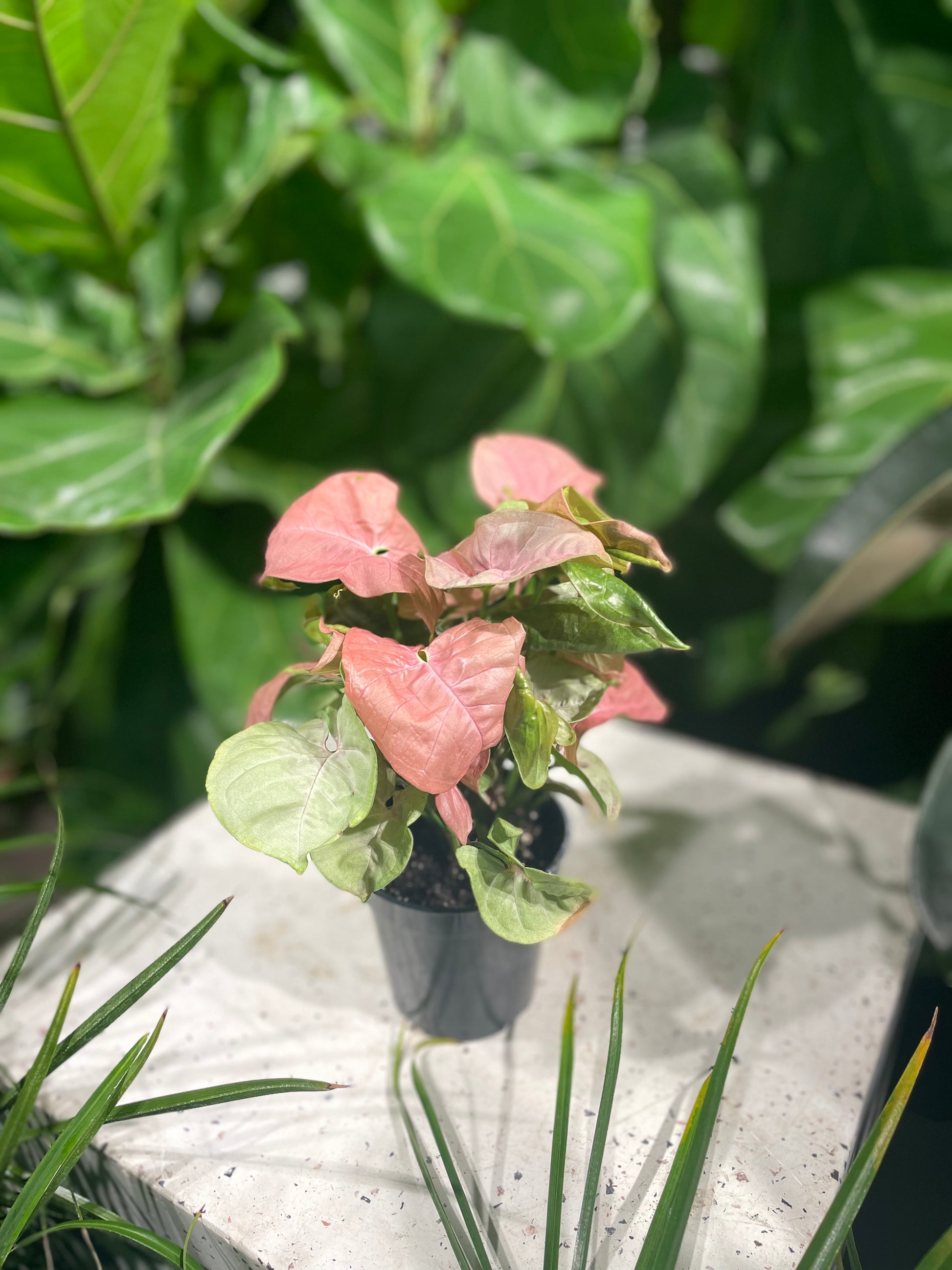 syngonium pink indoor plant Pink Arrowhead Plant: Syngonium - 4" Pot