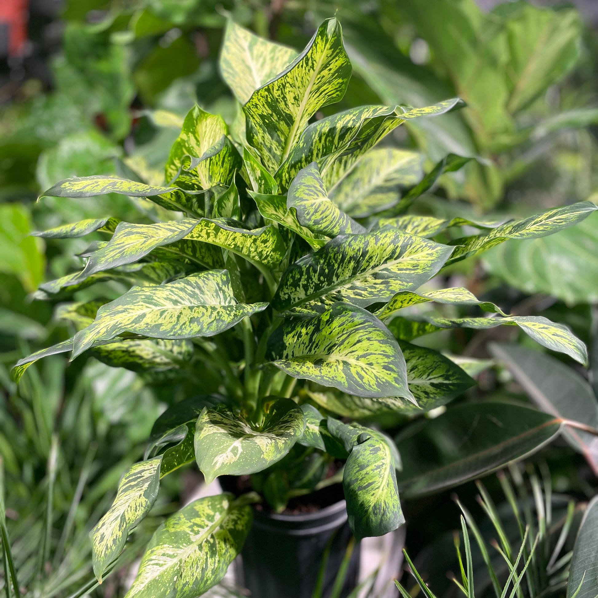 Dumb cane (Dieffenbachia seguine) in a 10 inch pot. Indoor plant for sale by Promise Supply for delivery and pickup in Toronto