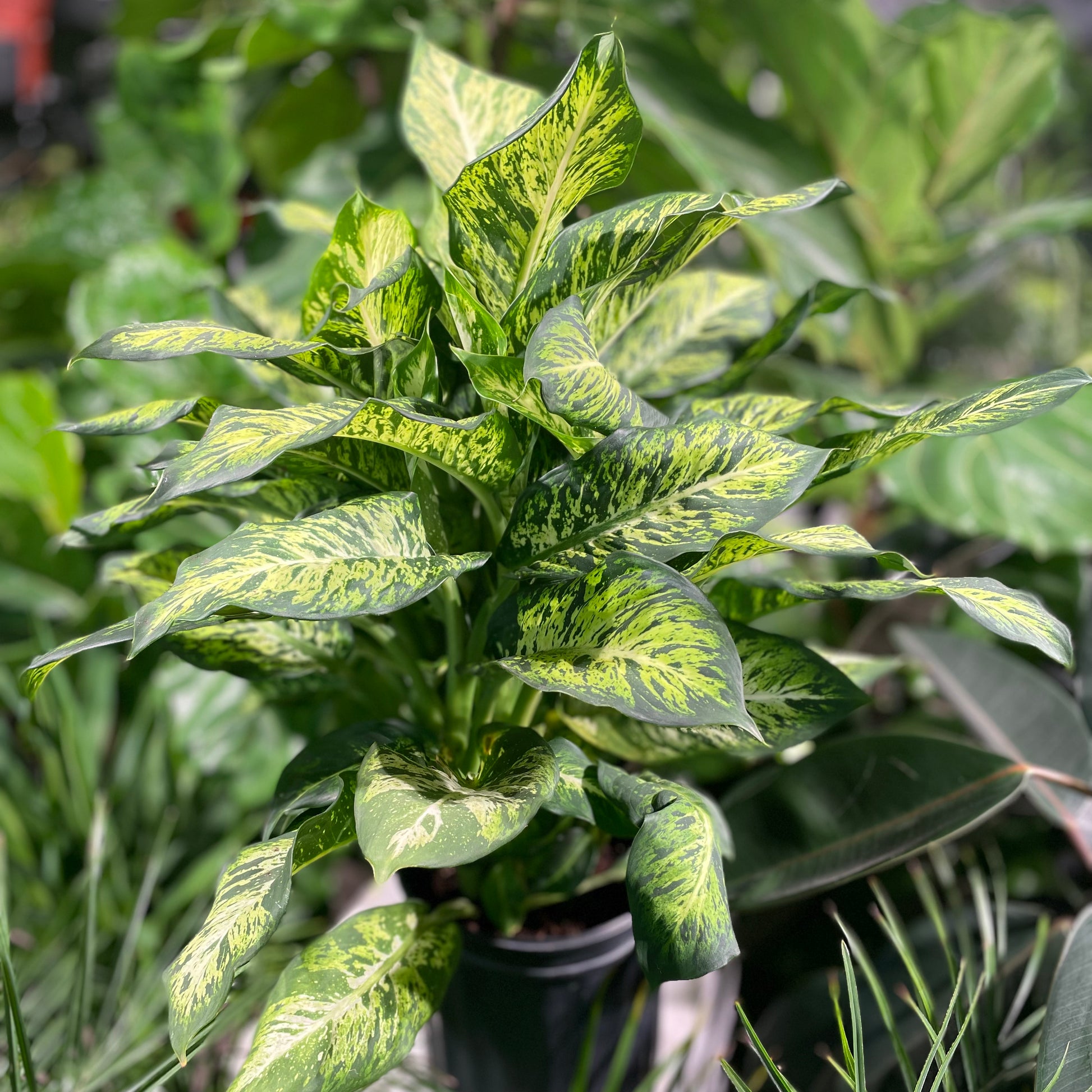 dieffenbachia maculata mars Mars Cane: Dieffenbachia Seguine - 10" Pot