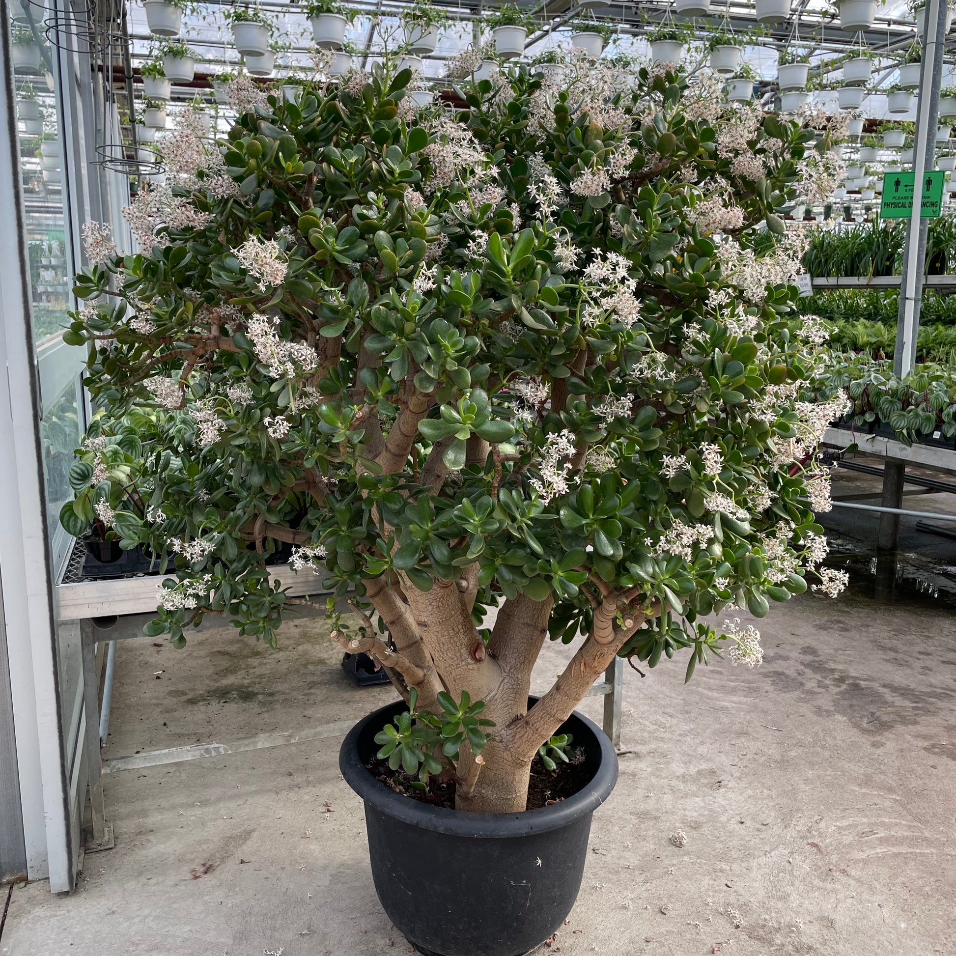 Jade Tree Tree - 5-6 Foot Plant - 18.5" pot - Crassula ovata