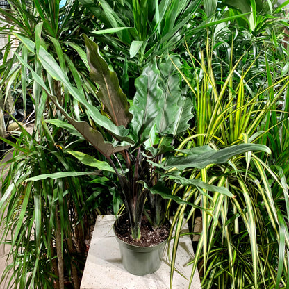 Purple Sword Elephant Ear: Alocasia lauterbachiana - 6 inch pot — indoor plant — indoor plant for sale by Promise Supply for delivery and pickup in Toronto.