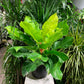 Moonlight Philo (Philodendron) in a 10 inch pot. Indoor plant for sale by Promise Supply for delivery and pickup in Toronto