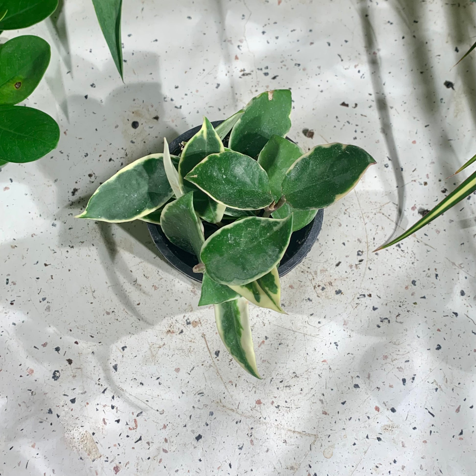 Variegated Wax Plant (Hoya carnosa 'Krimson Queen') in a 4 inch pot. Indoor plant for sale by Promise Supply for delivery and pickup in Toronto