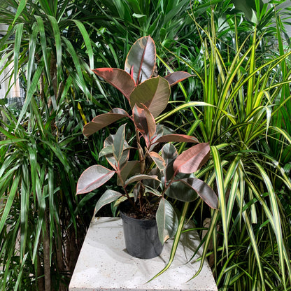 Ruby Rubber Plant (Ficus elastica) in a 6 inch pot. Indoor plant for sale by Promise Supply for delivery and pickup in Toronto