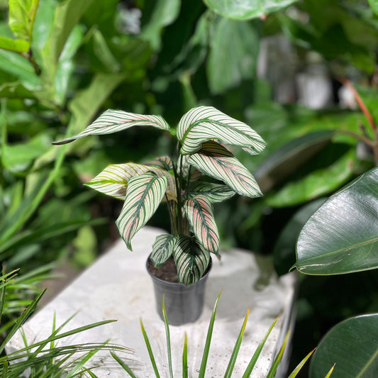 Whitestar Calathea (Goeppertia lancifolia) in a 4 inch pot. Indoor plant for sale by Promise Supply for delivery and pickup in Toronto