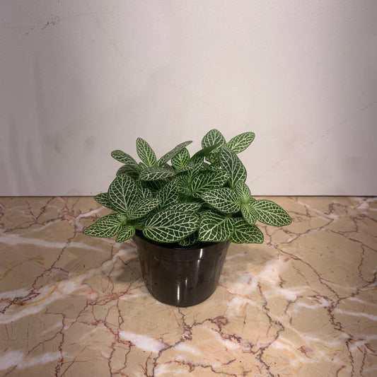 Nerve Plant (Fittonia) in a 4 inch pot. Indoor plant for sale by Promise Supply for delivery and pickup in Toronto