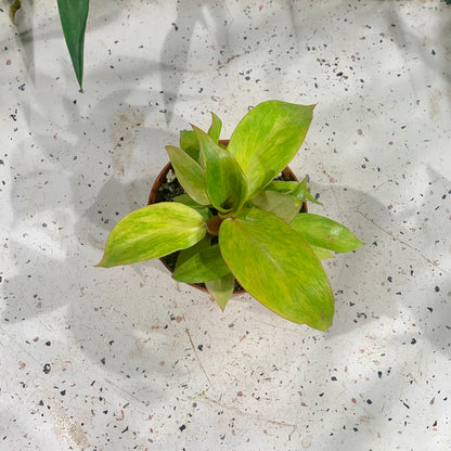 Quad Colour Philodendron (Philodendron ssp 'Quad Colour' ) in a 4 inch pot. Indoor plant for sale by Promise Supply for delivery and pickup in Toronto