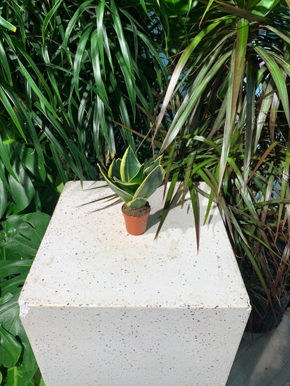 Birds Nest Snake Plant (Sansevieria hahnii 'Black Gold') in a 2 inch pot. Indoor plant for sale by Promise Supply for delivery and pickup in Toronto