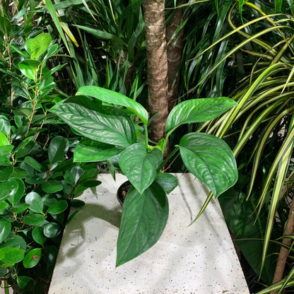 Siam Monstera (Monstera pinnatipartita) in a 4 inch pot. Indoor plant for sale by Promise Supply for delivery and pickup in Toronto