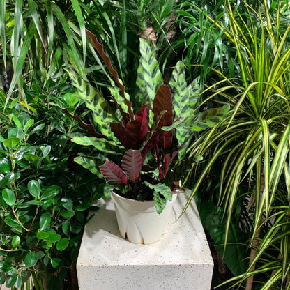 Rattlesnake Calathea (Goeppertia lancifolia) in a 8 inch pot. Indoor plant for sale by Promise Supply for delivery and pickup in Toronto