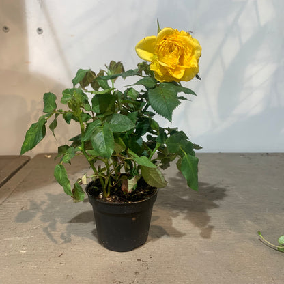 Miniature Rose (Rosa hybrid) in a 5 inch pot. Indoor plant for sale by Promise Supply for delivery and pickup in Toronto