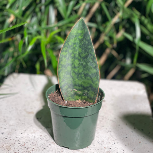 Whale Fin Snake Plant (Sansevieria masoniana) in a 4 inch pot. Indoor plant for sale by Promise Supply for delivery and pickup in Toronto