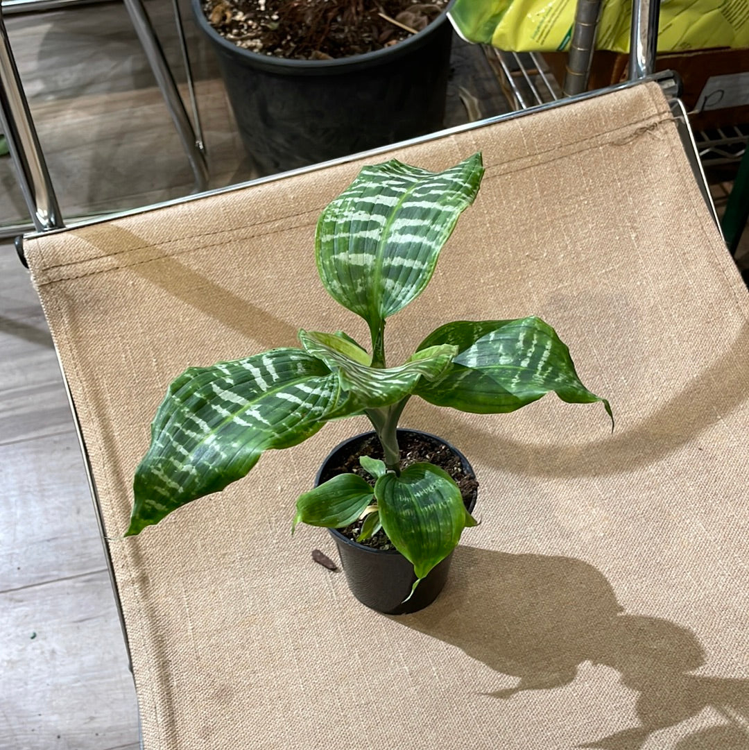 Green Zebra Plant (Dracaena surculosa) in a 4 inch pot. Indoor plant for sale by Promise Supply for delivery and pickup in Toronto