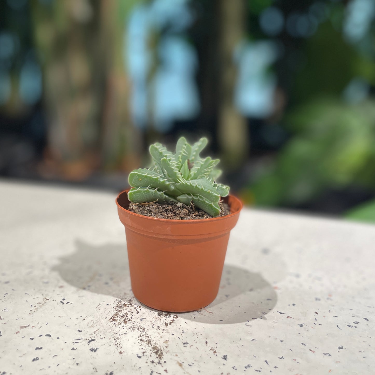 Tiger Jaw Succulent (Faucaria tigrina) in a 3 inch pot. Indoor plant for sale by Promise Supply for delivery and pickup in Toronto