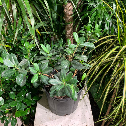 Ficus Green Island, Ficus Moclame, Indian Laurel (Ficus microcarpa) in a 10 inch pot. Indoor plant for sale by Promise Supply for delivery and pickup in Toronto
