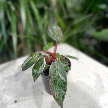 Pink Princess Philo (Philodendron) in a 4 inch pot. Indoor plant for sale by Promise Supply for delivery and pickup in Toronto