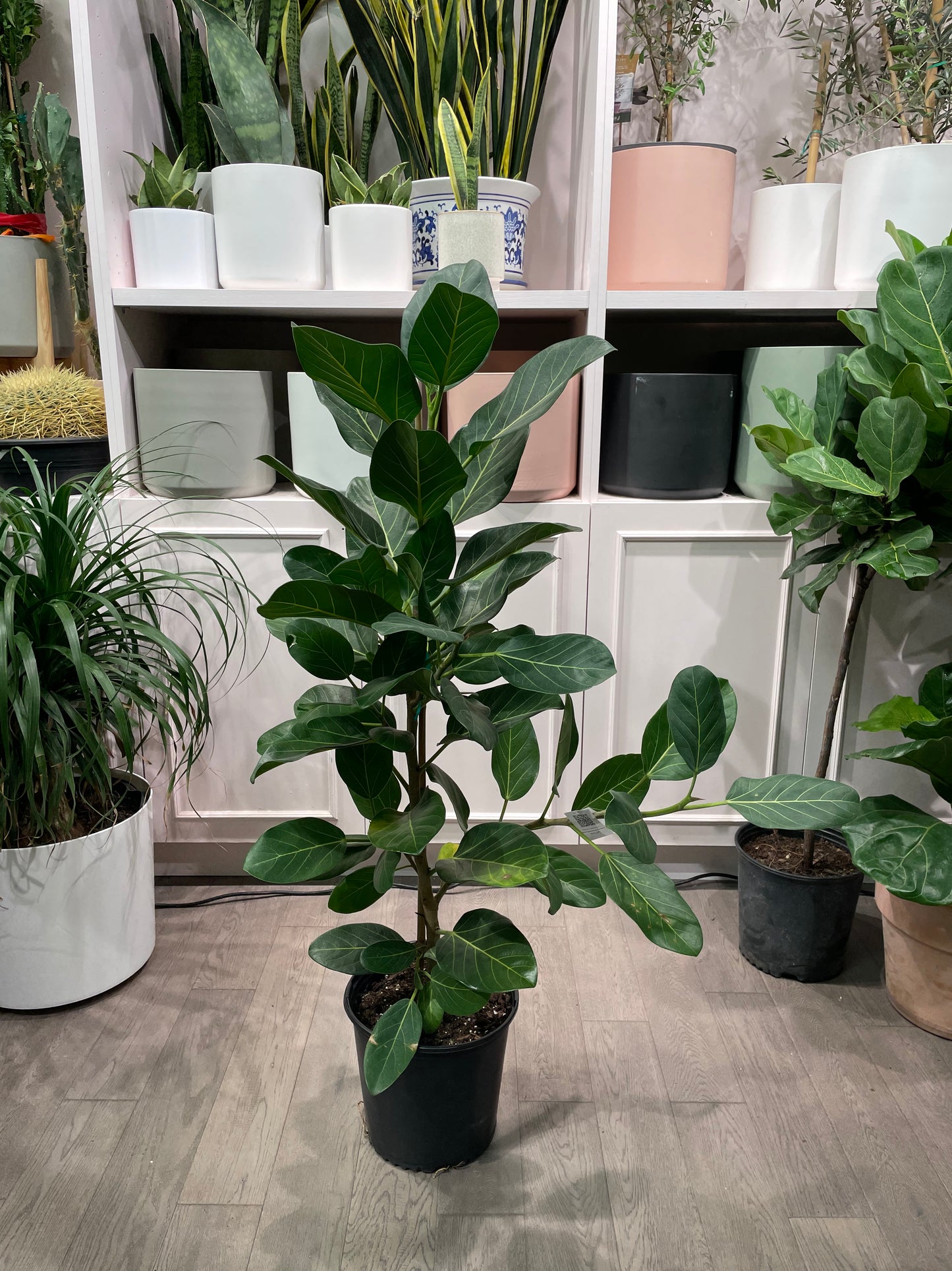 Ficus Audrey (Ficus benghalensis) in a 10 inch pot. Indoor plant for sale by Promise Supply for delivery and pickup in Toronto