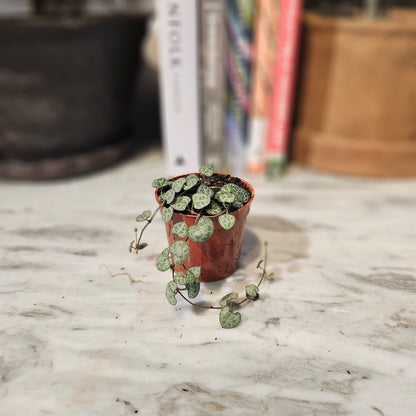 String of Hearts (Ceropegia linearis woodii) in a 2 inch pot. Indoor plant for sale by Promise Supply for delivery and pickup in Toronto