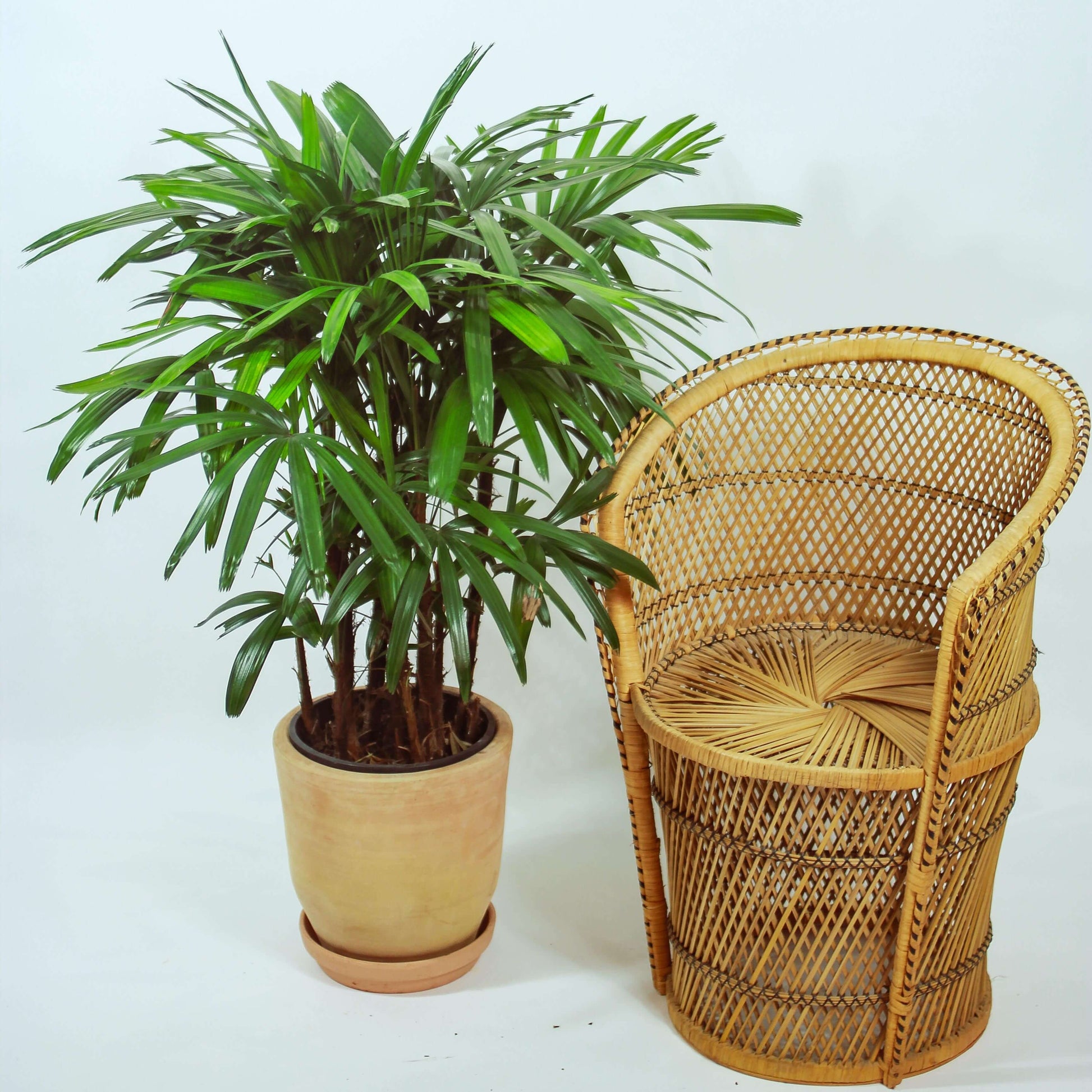 Lady Palm (Rhapis excelsa) in a 8 inch pot. Indoor plant for sale by Promise Supply for delivery and pickup in Toronto