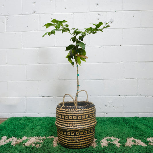 Lemon Tree (Citrus limon) in a 12 inch pot. Indoor plant for sale by Promise Supply for delivery and pickup in Toronto