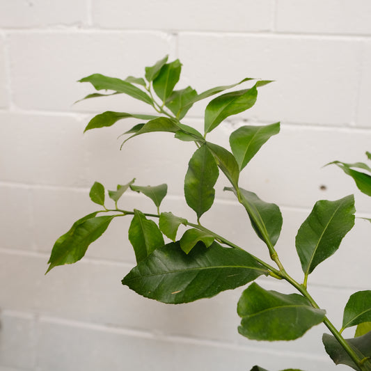 Lemon Tree (Citrus limon) in a 12 inch pot. Indoor plant for sale by Promise Supply for delivery and pickup in Toronto