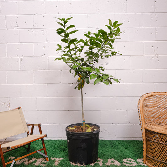 Lemon Tree (Citrus limon) in a 16 inch pot. Indoor plant for sale by Promise Supply for delivery and pickup in Toronto