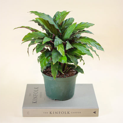 Furry Feather Calathea (Goeppertia rufibarba) in a 6 inch pot. Indoor plant for sale by Promise Supply for delivery and pickup in Toronto