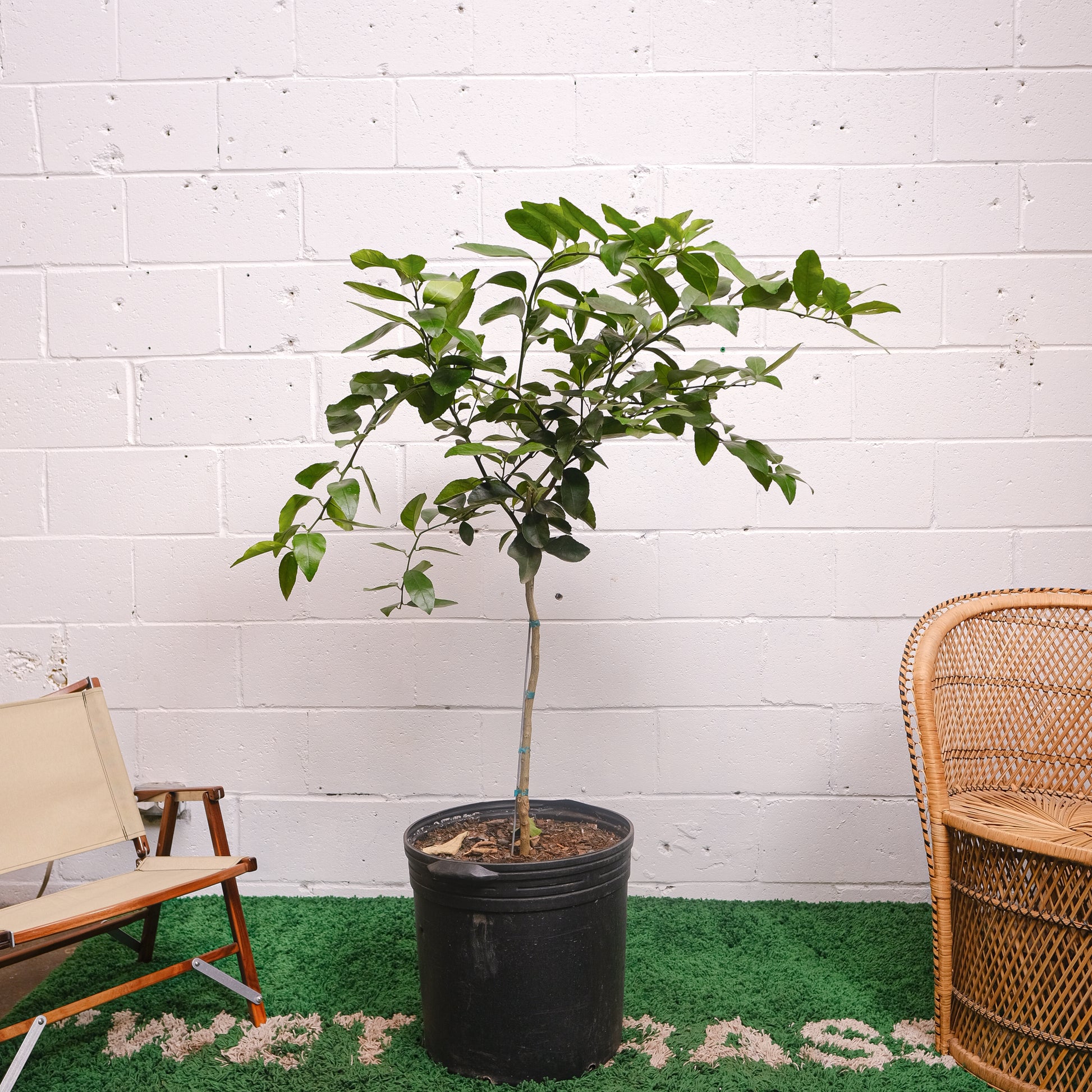 Lime Tree (Citrus × various varieties) in a 16 inch pot. Indoor plant for sale by Promise Supply for delivery and pickup in Toronto