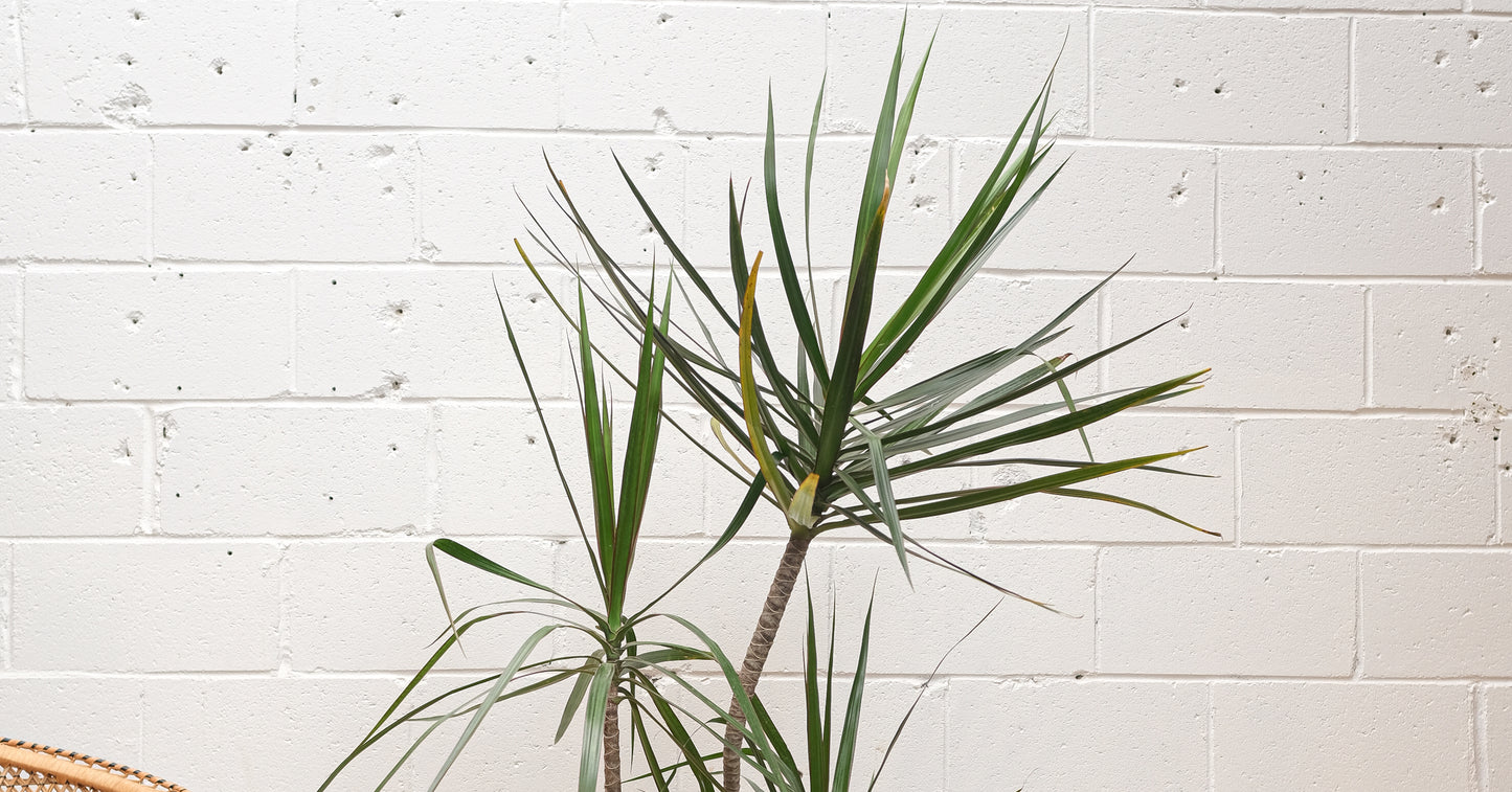 Dragon Tree Staggered (Dracaena marginata) in a 10 inch pot. Indoor plant for sale by Promise Supply for delivery and pickup in Toronto
