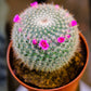 Globe Cactus (Mammillaria) in a 5 inch pot. Indoor plant for sale by Promise Supply for delivery and pickup in Toronto