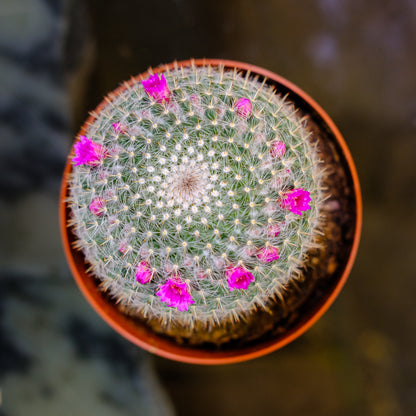 Globe Cactus (Mammillaria) in a 5 inch pot. Indoor plant for sale by Promise Supply for delivery and pickup in Toronto