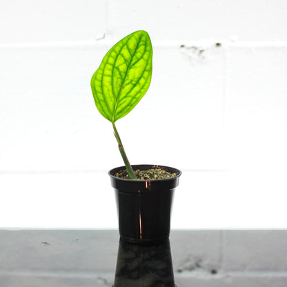 Monstera Peru: Monstera karstenianum - 4 inch pot — indoor plant — indoor plant for sale by Promise Supply for delivery and pickup in Toronto.