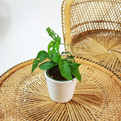 Swiss Cheese Monstera (Monstera adansonii) in a 5 inch pot. Indoor plant for sale by Promise Supply for delivery and pickup in Toronto
