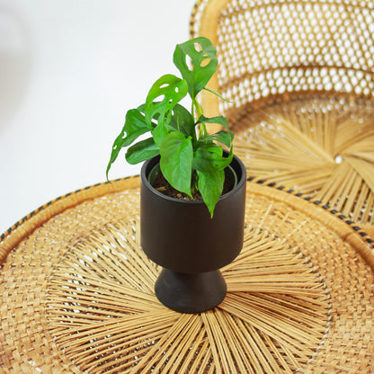 Swiss Cheese Monstera (Monstera adansonii) in a 5 inch pot. Indoor plant for sale by Promise Supply for delivery and pickup in Toronto