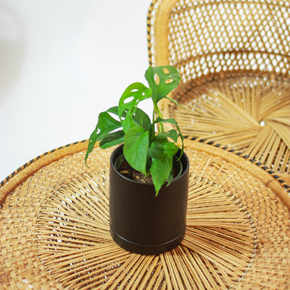 Swiss Cheese Monstera (Monstera adansonii) in a 5 inch pot. Indoor plant for sale by Promise Supply for delivery and pickup in Toronto