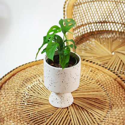 Swiss Cheese Monstera (Monstera adansonii) in a 5 inch pot. Indoor plant for sale by Promise Supply for delivery and pickup in Toronto