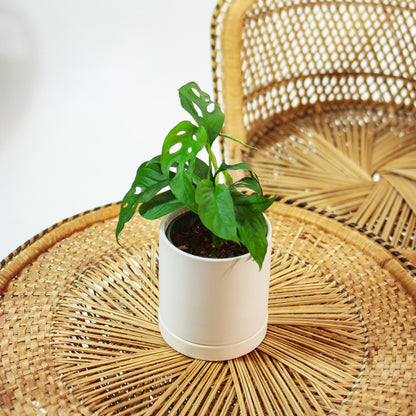 Swiss Cheese Monstera (Monstera adansonii) in a 5 inch pot. Indoor plant for sale by Promise Supply for delivery and pickup in Toronto