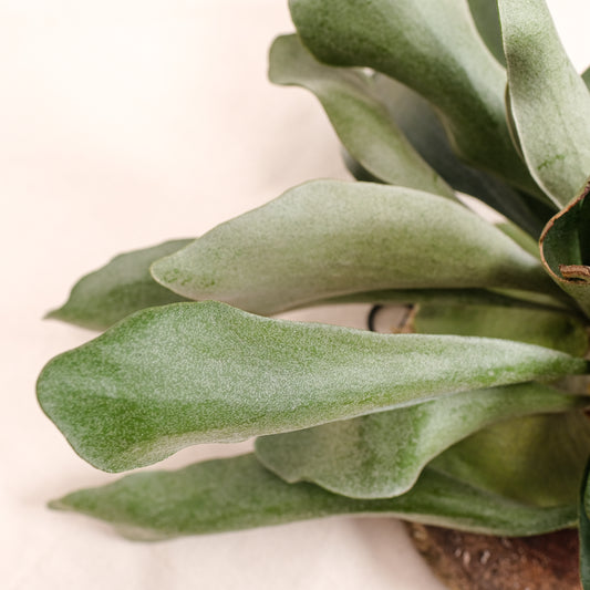 Staghorn Fern (Platycerium bifurcatum) in a 14 inch pot. Indoor plant for sale by Promise Supply for delivery and pickup in Toronto