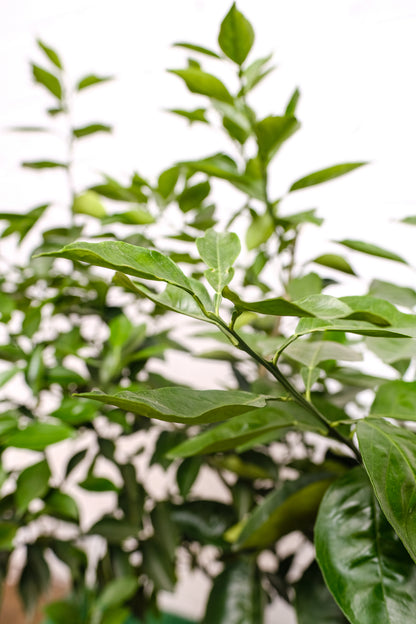 Orange Tree (Citrus × sinensis) in a 16 inch pot. Indoor plant for sale by Promise Supply for delivery and pickup in Toronto