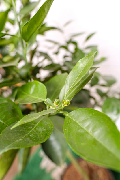 Orange Tree (Citrus × sinensis) in a 16 inch pot. Indoor plant for sale by Promise Supply for delivery and pickup in Toronto