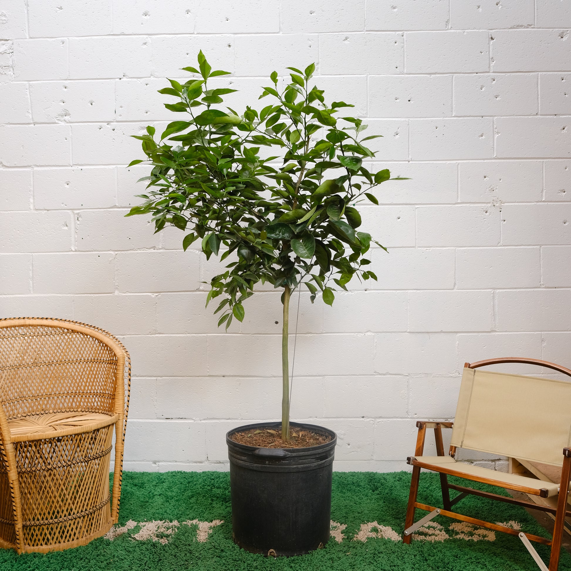 orange tree indoor plant Valencia Orange Tree - 12" Pot
