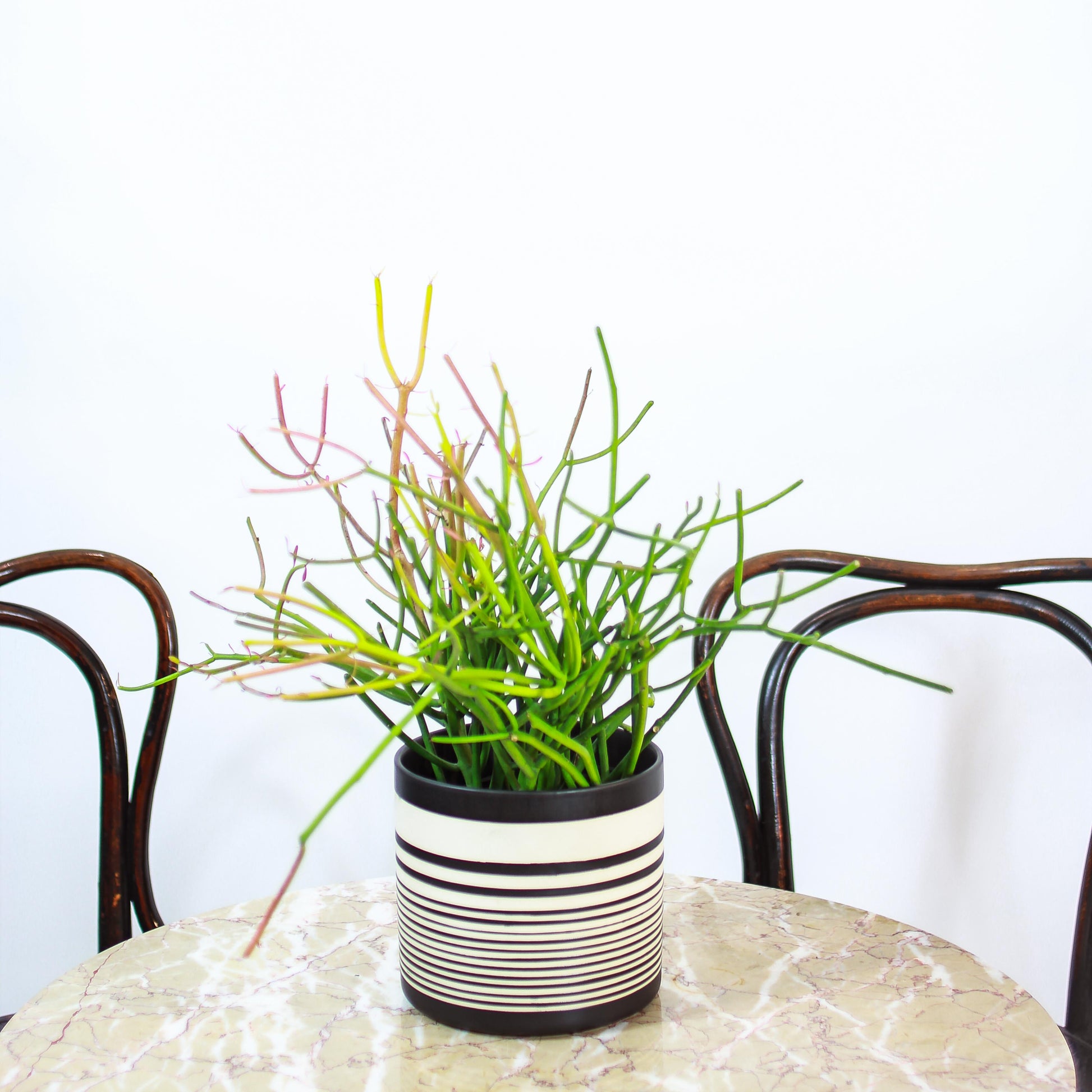 pencil cactus for sale Pencil Cactus: Euphorbia Tirucalli - 6" Pot
