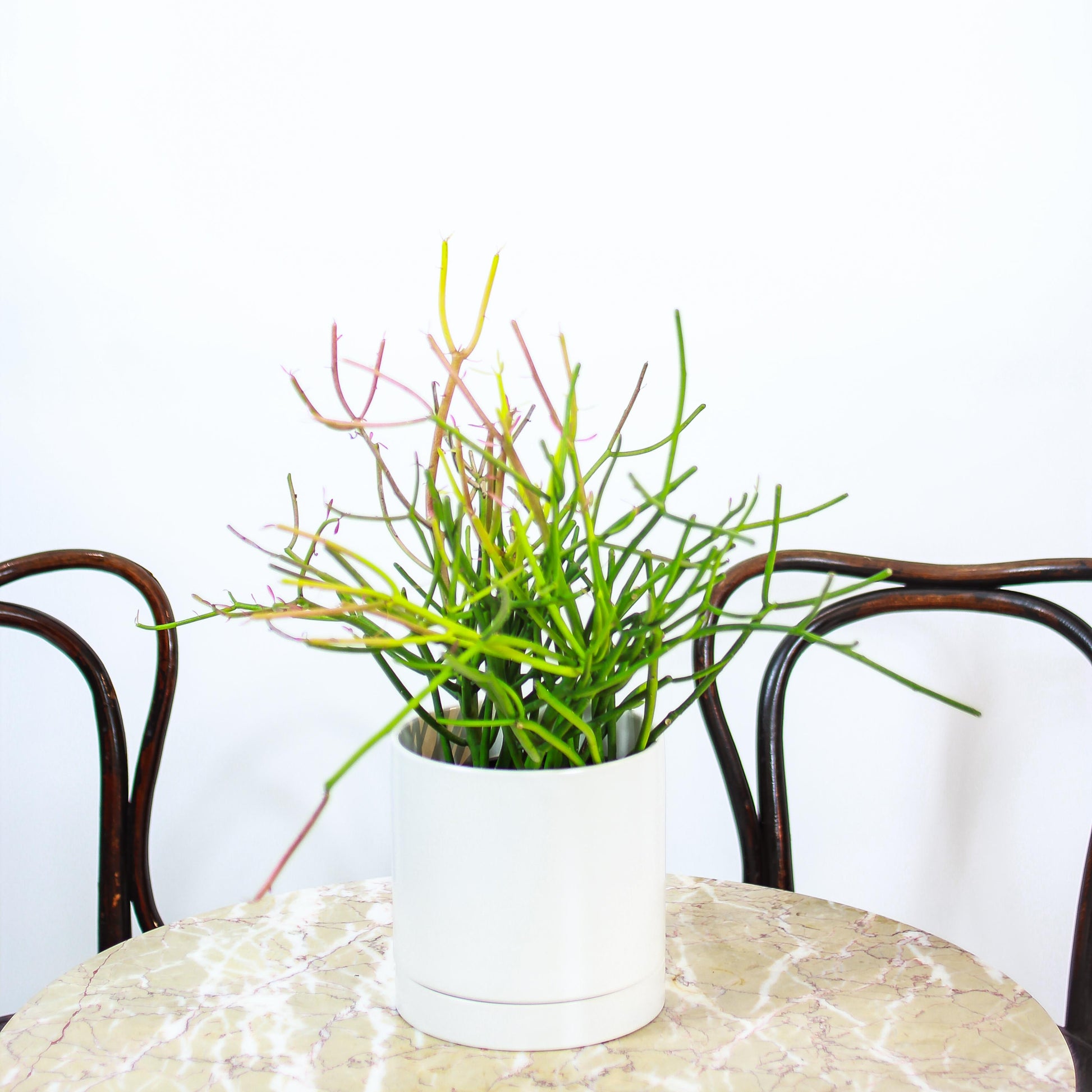 pencil cactus varieties Pencil Cactus: Euphorbia Tirucalli - 6" Pot