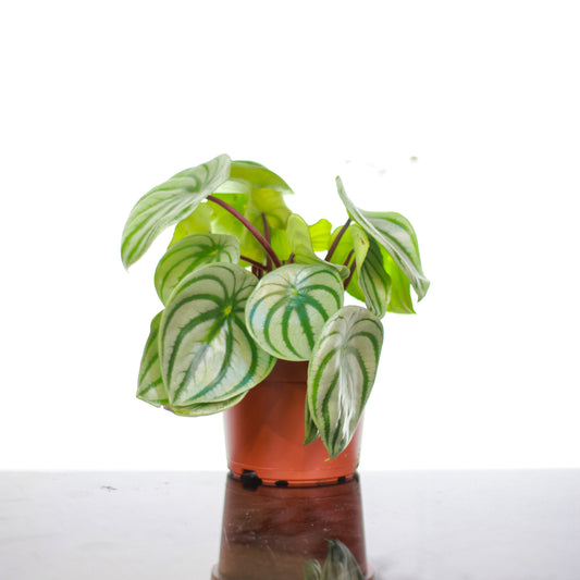 Watermelon Peperomia (Peperomia argyreia) in a 5 inch pot. Indoor plant for sale by Promise Supply for delivery and pickup in Toronto