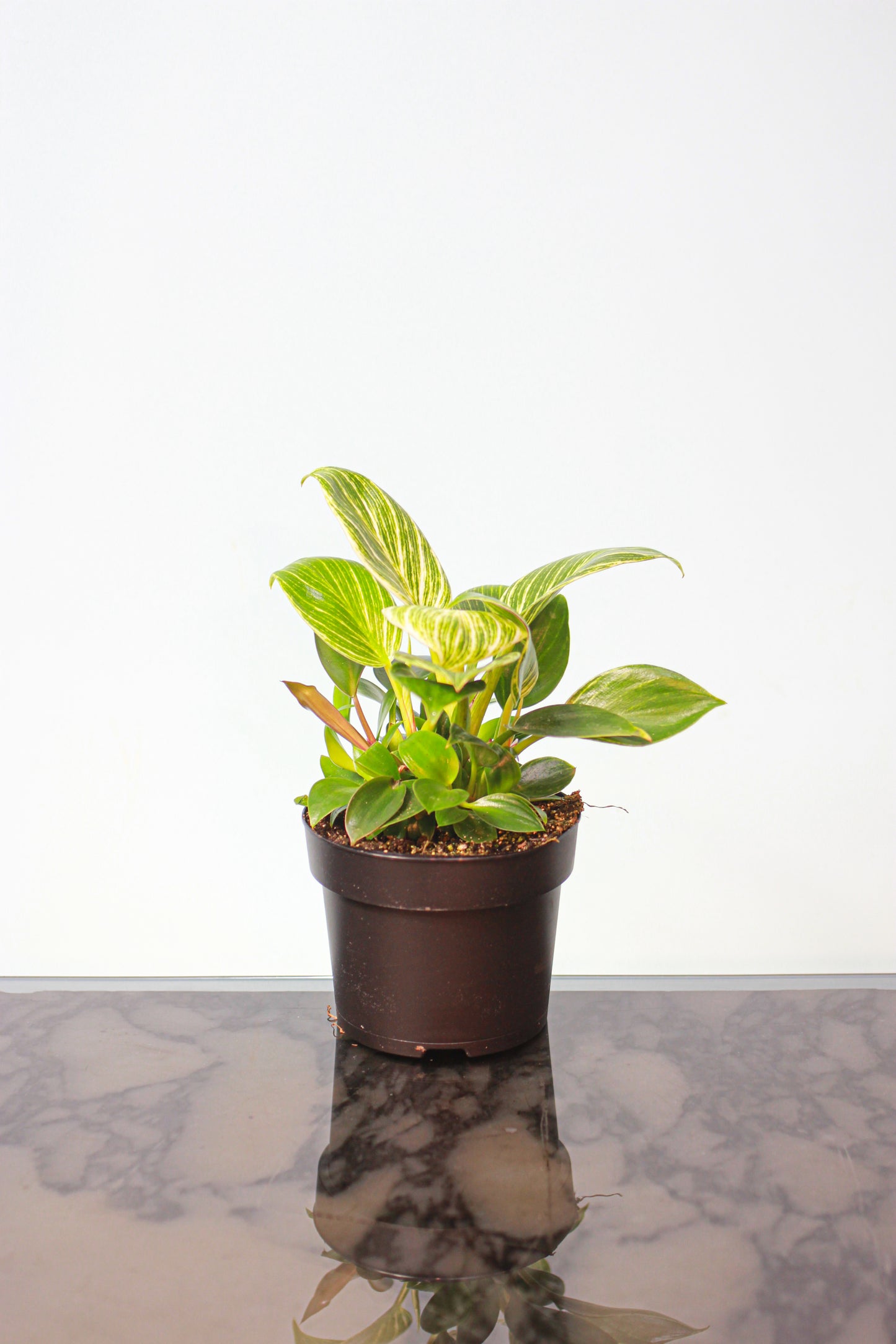 Birkin Philo (Philodendron) in a 5 inch pot. Indoor plant for sale by Promise Supply for delivery and pickup in Toronto