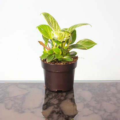 Birkin Philo (Philodendron) in a 5 inch pot. Indoor plant for sale by Promise Supply for delivery and pickup in Toronto