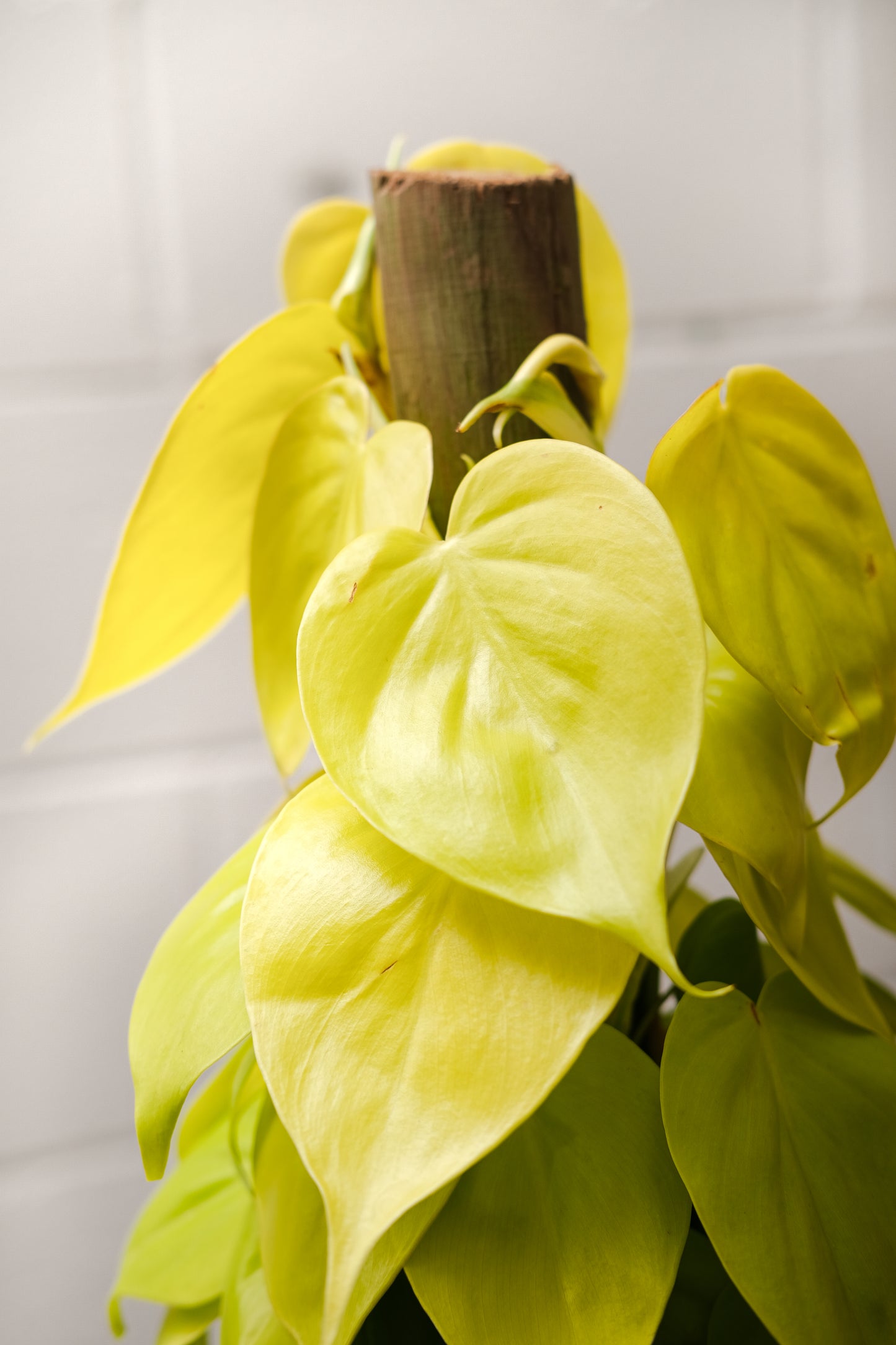 Heart Leaf Philo Totem (Philodendron cordatum 'Neon') in a 8 inch pot. Indoor plant for sale by Promise Supply for delivery and pickup in Toronto