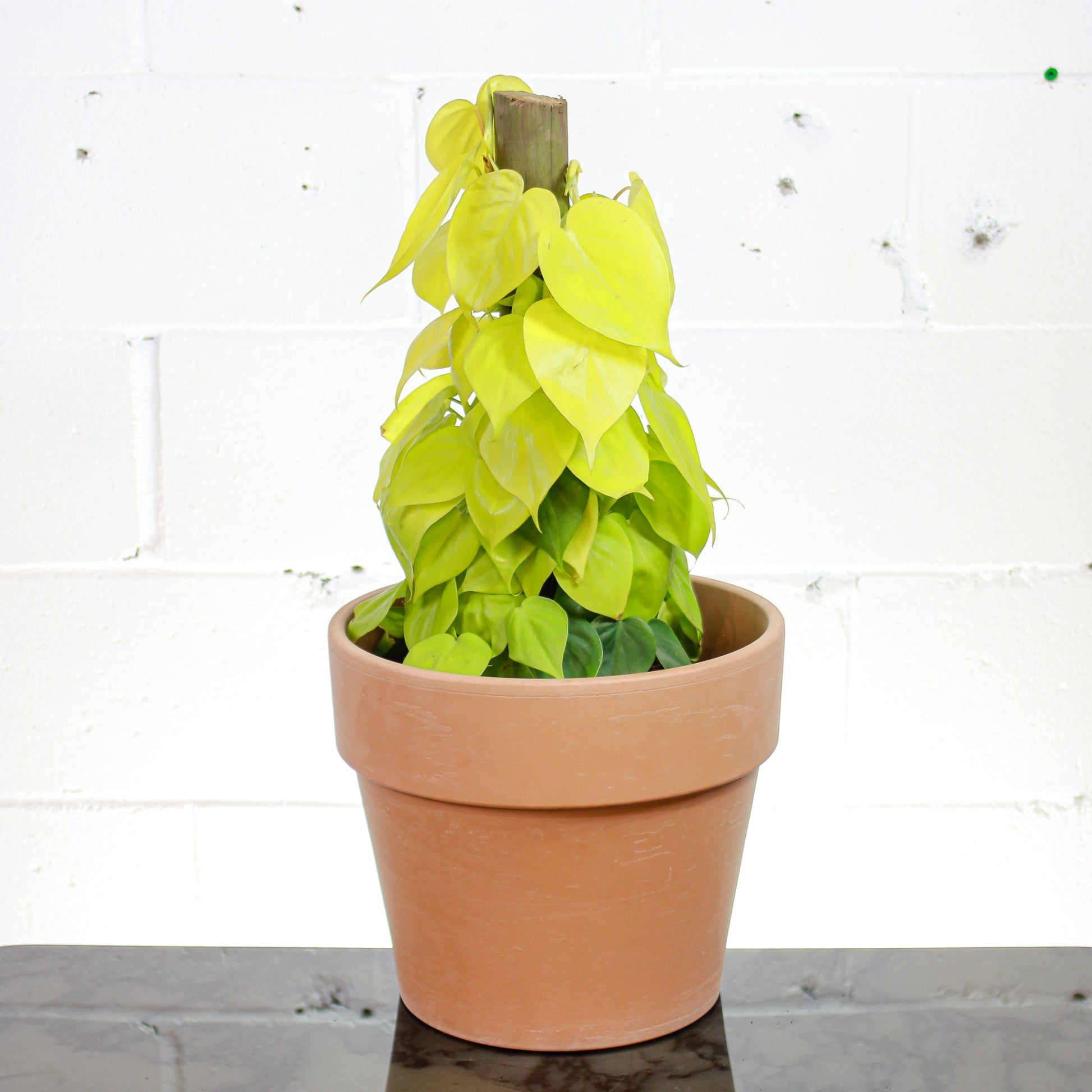 heartleaf philodendron totem pole Neon Heart Leaf Totem Philodendron - 8" Pot