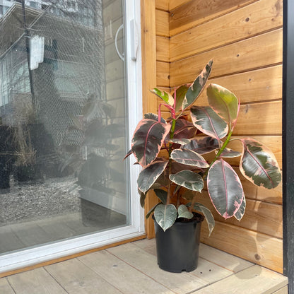 Ruby Rubber Plant (Ficus elastica) in a 8 inch pot. Indoor plant for sale by Promise Supply for delivery and pickup in Toronto