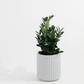 Scallop Cylinder Planter fits up to 10 inch Nursery Pot